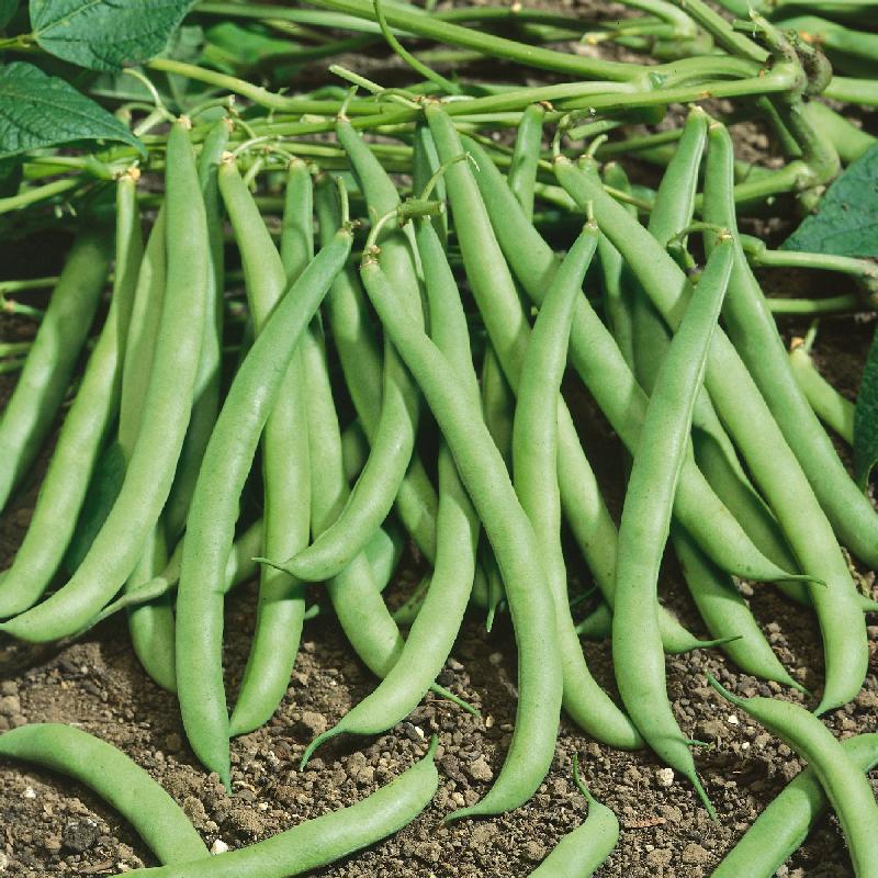 Contender Bush Bean