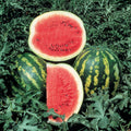 Crimson Sweet Watermelon