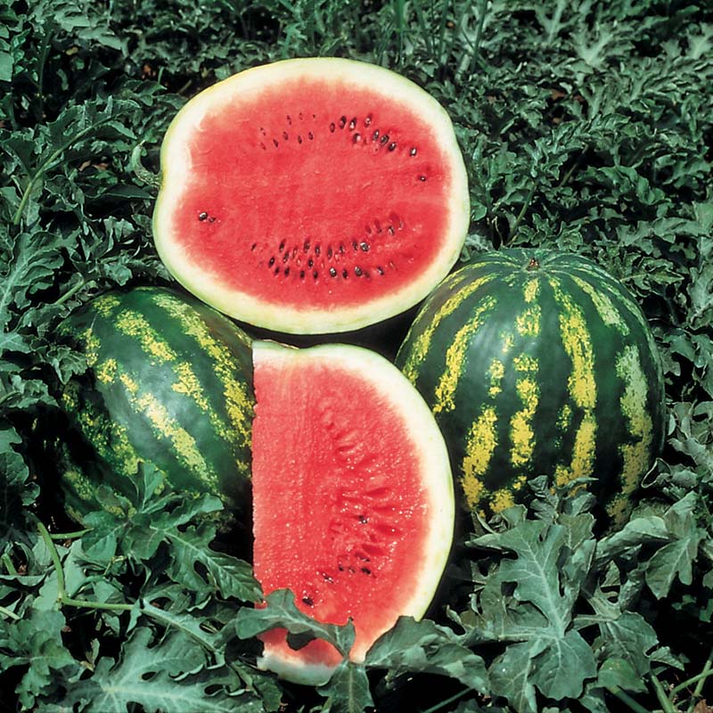 Crimson Sweet Watermelon