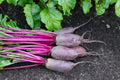 Cylindra Beets Seeds