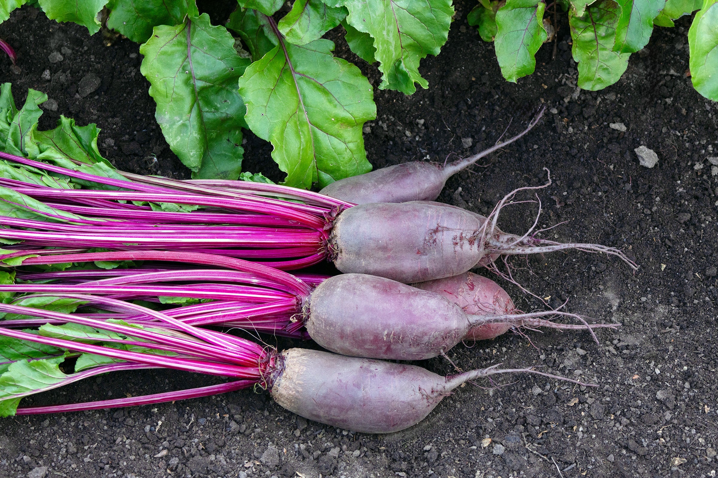 Cylindra Beets Seeds