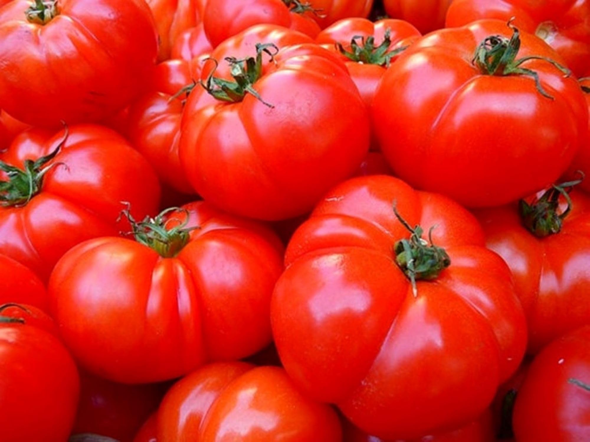 Hamson (DX 52-12) Tomato