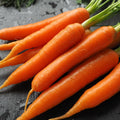 Danvers Carrots Seeds