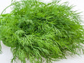 Tetra Dill