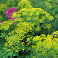 Bouquet Dill