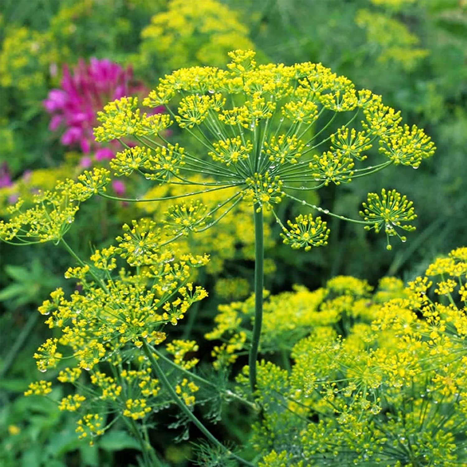 Bouquet Dill