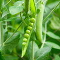 Early Frosty Pea
