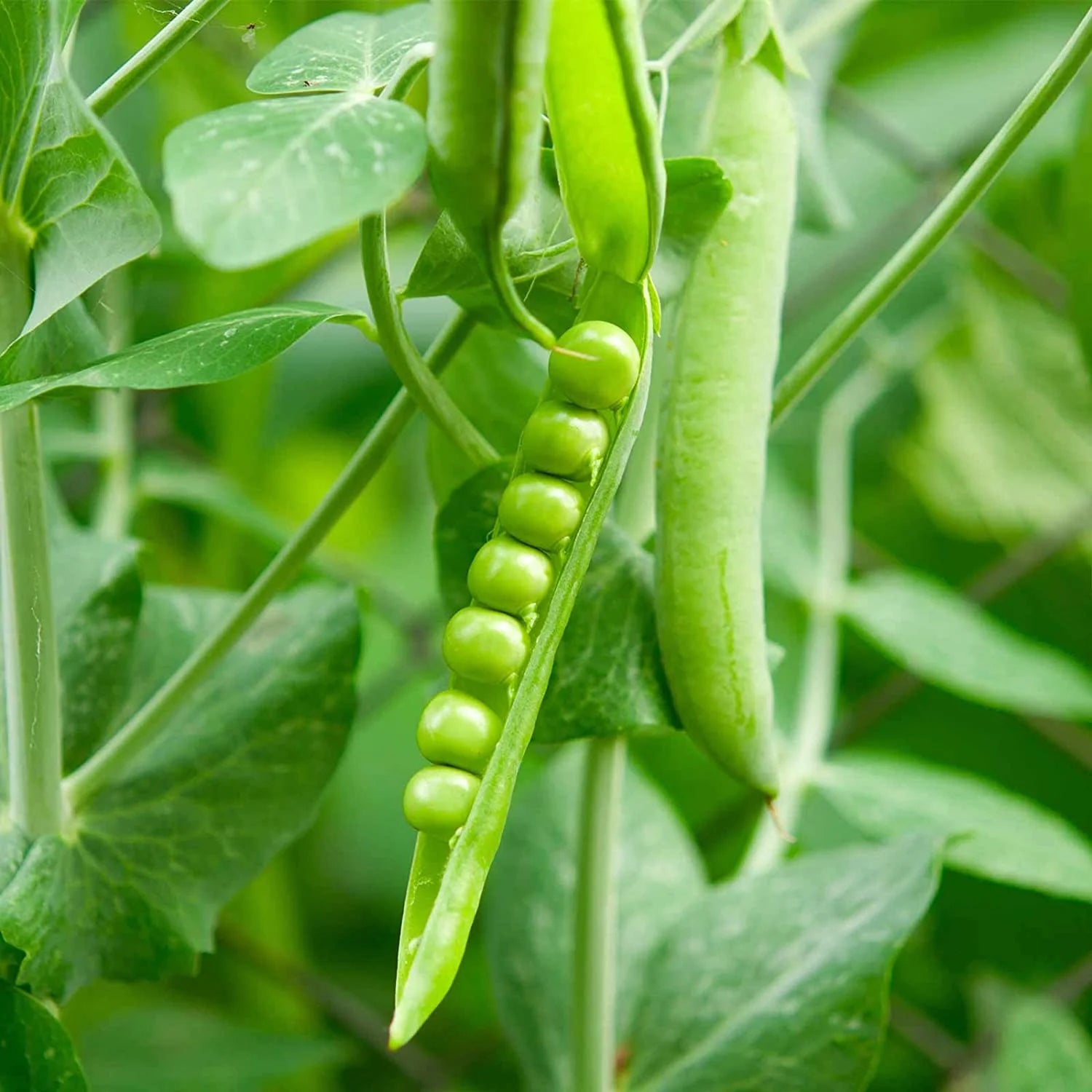 Early Frosty Pea