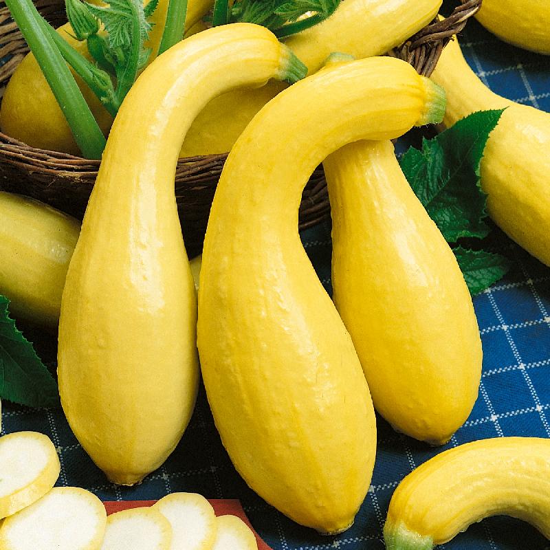 Yellow Crookneck Squash