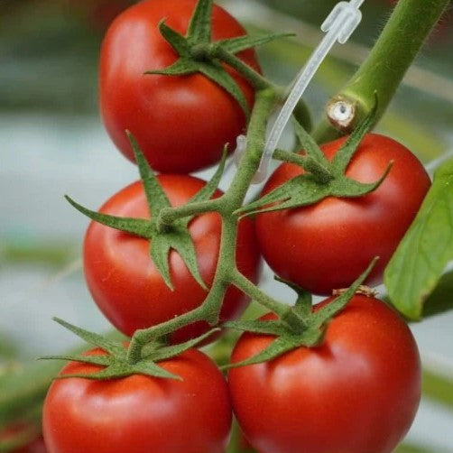 Early Cascade Tomato