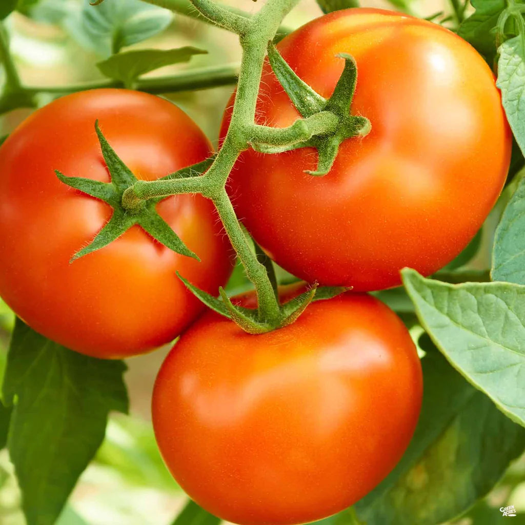 Early Girl Tomato