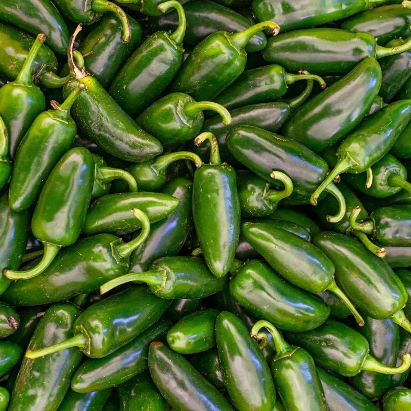 Early Jalapeño Chile Pepper