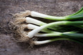 Evergreen White Bunching Onions Seeds