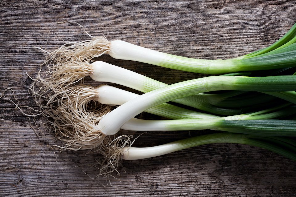 Evergreen White Bunching Onions Seeds