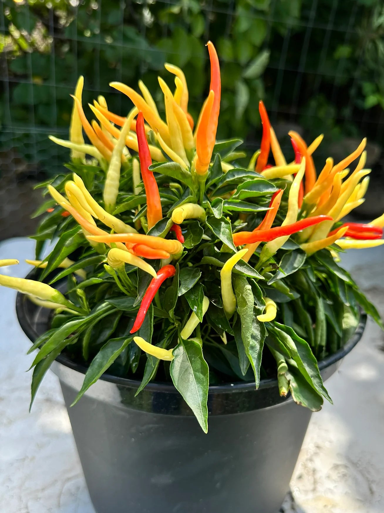 Fire and Ice Chile Pepper