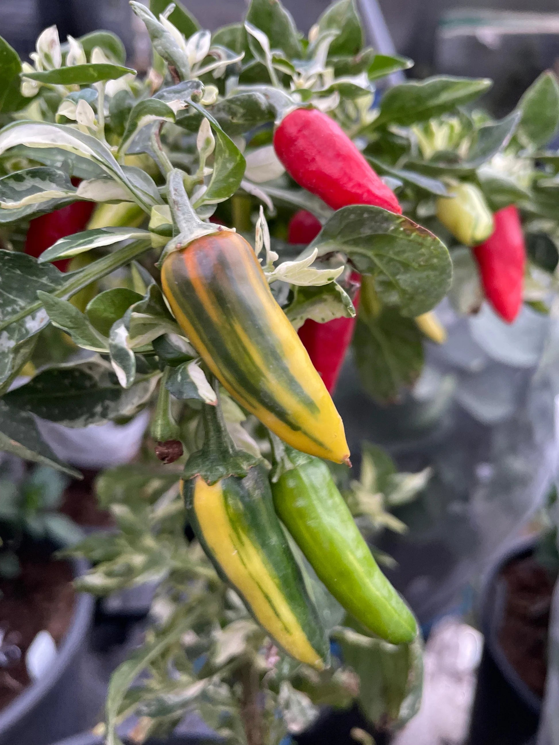 Fish Chile Pepper