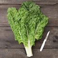 Fordhook Giant Swiss Chard