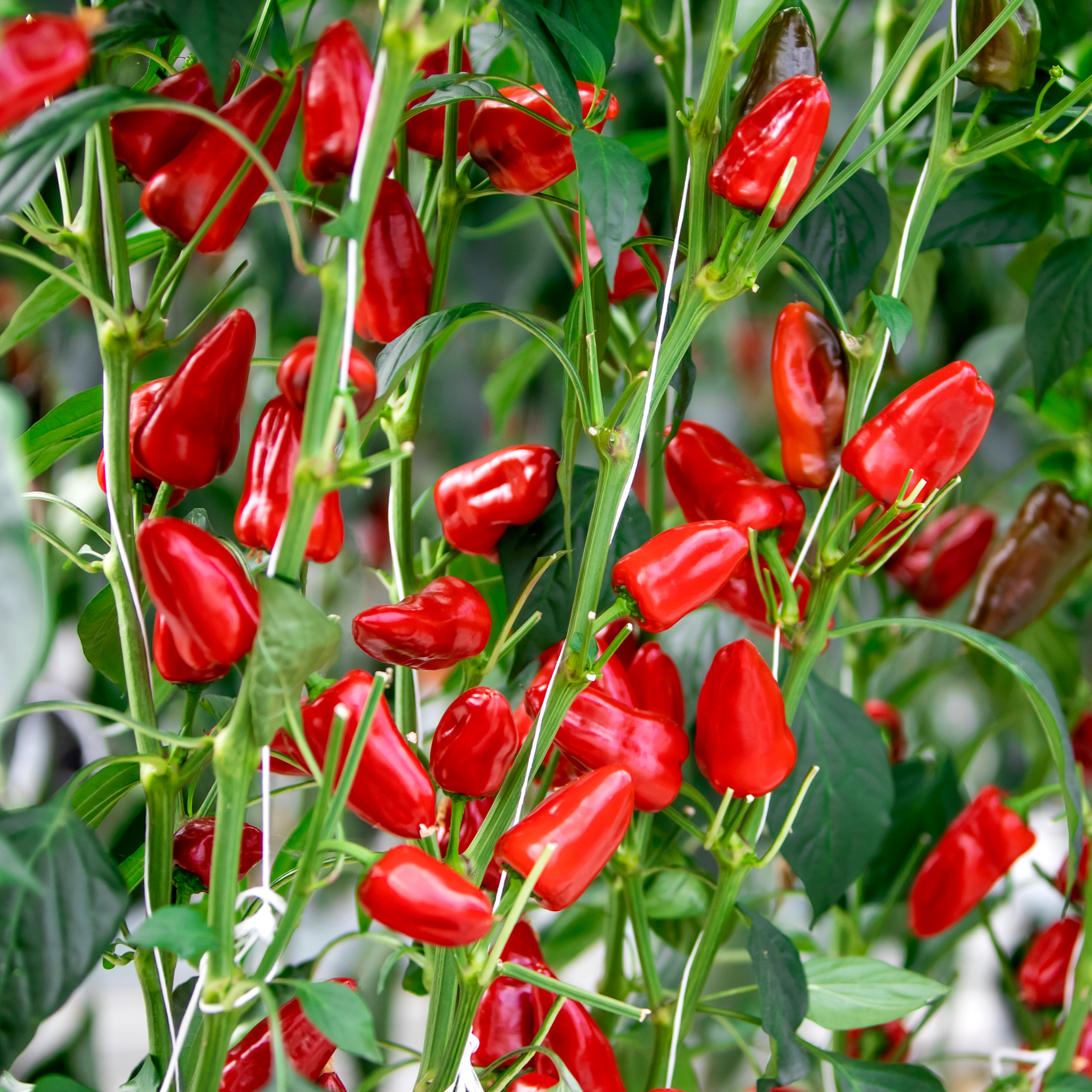 Fresno Chile Pepper