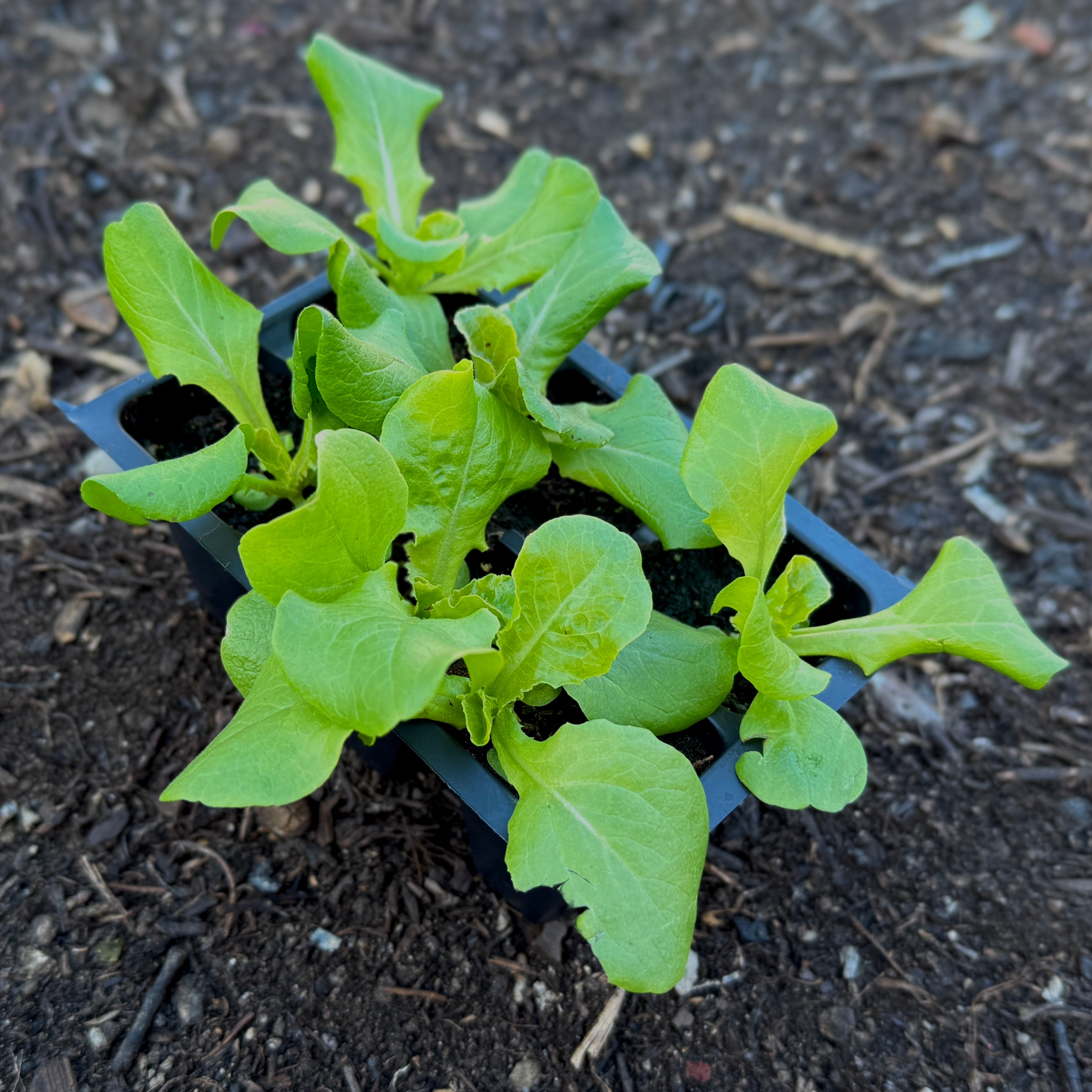 Buttercrunch Lettuce