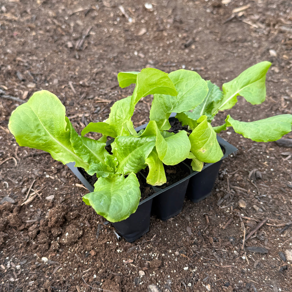 Buttercrunch Lettuce
