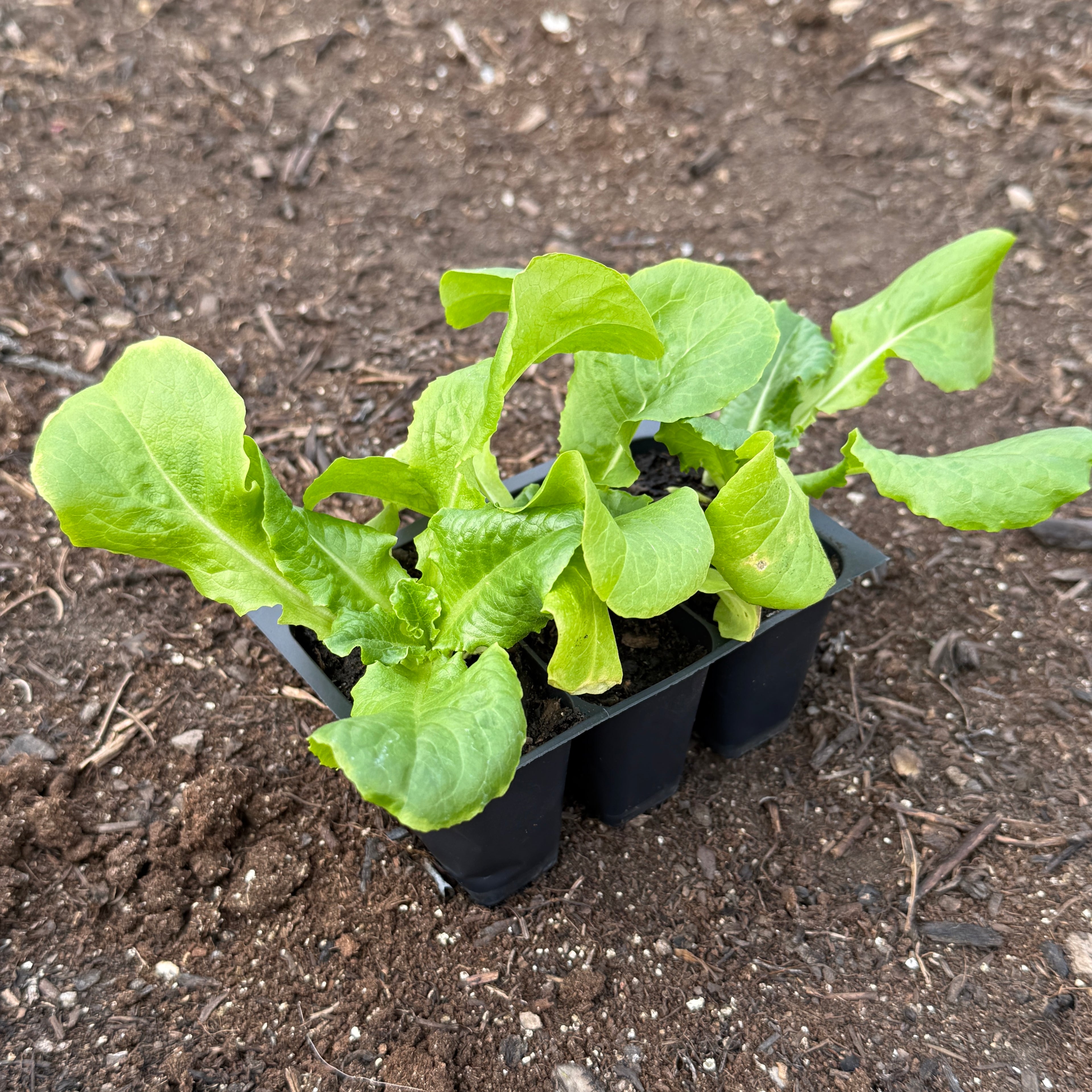 Buttercrunch Lettuce