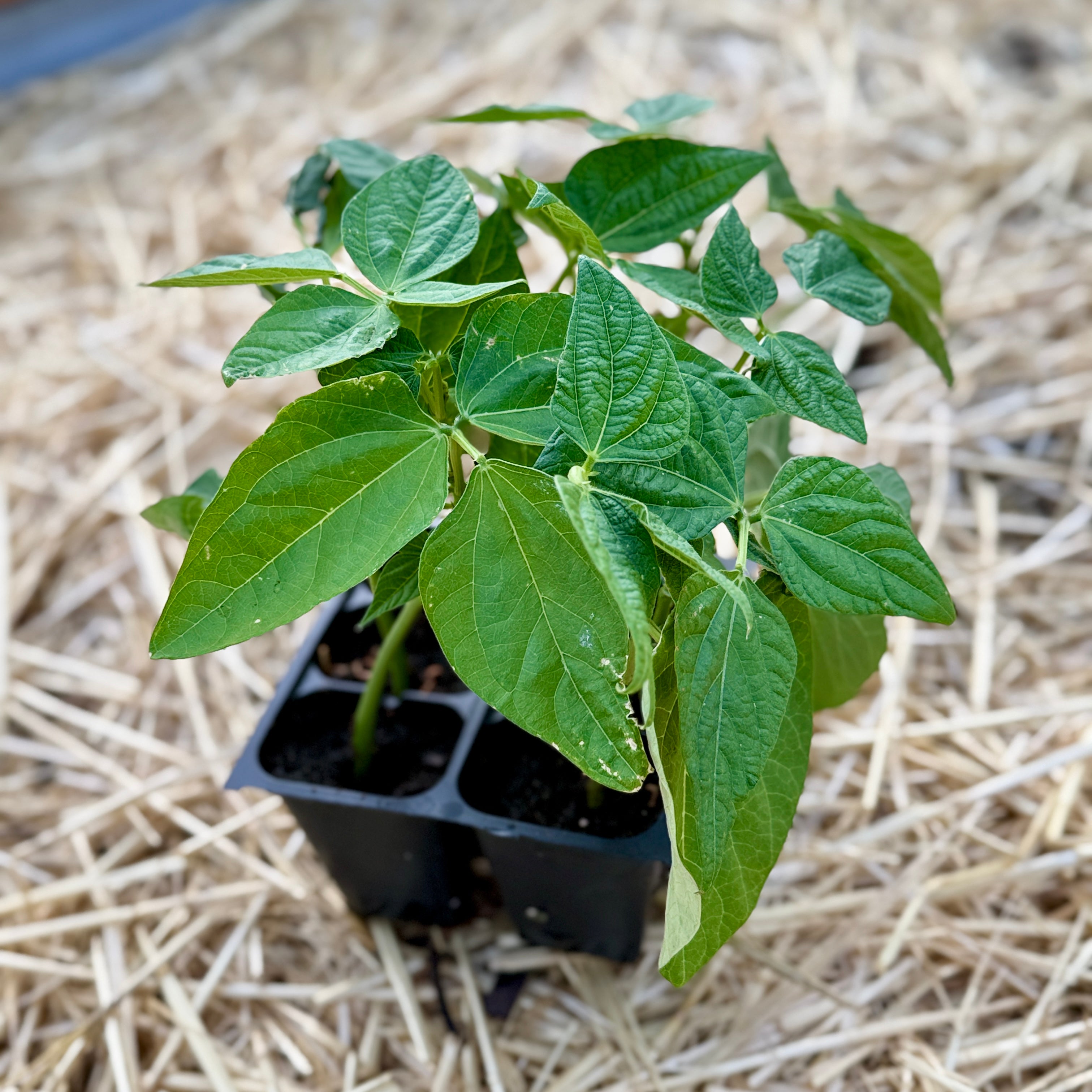 Blue Lake Bush Bean