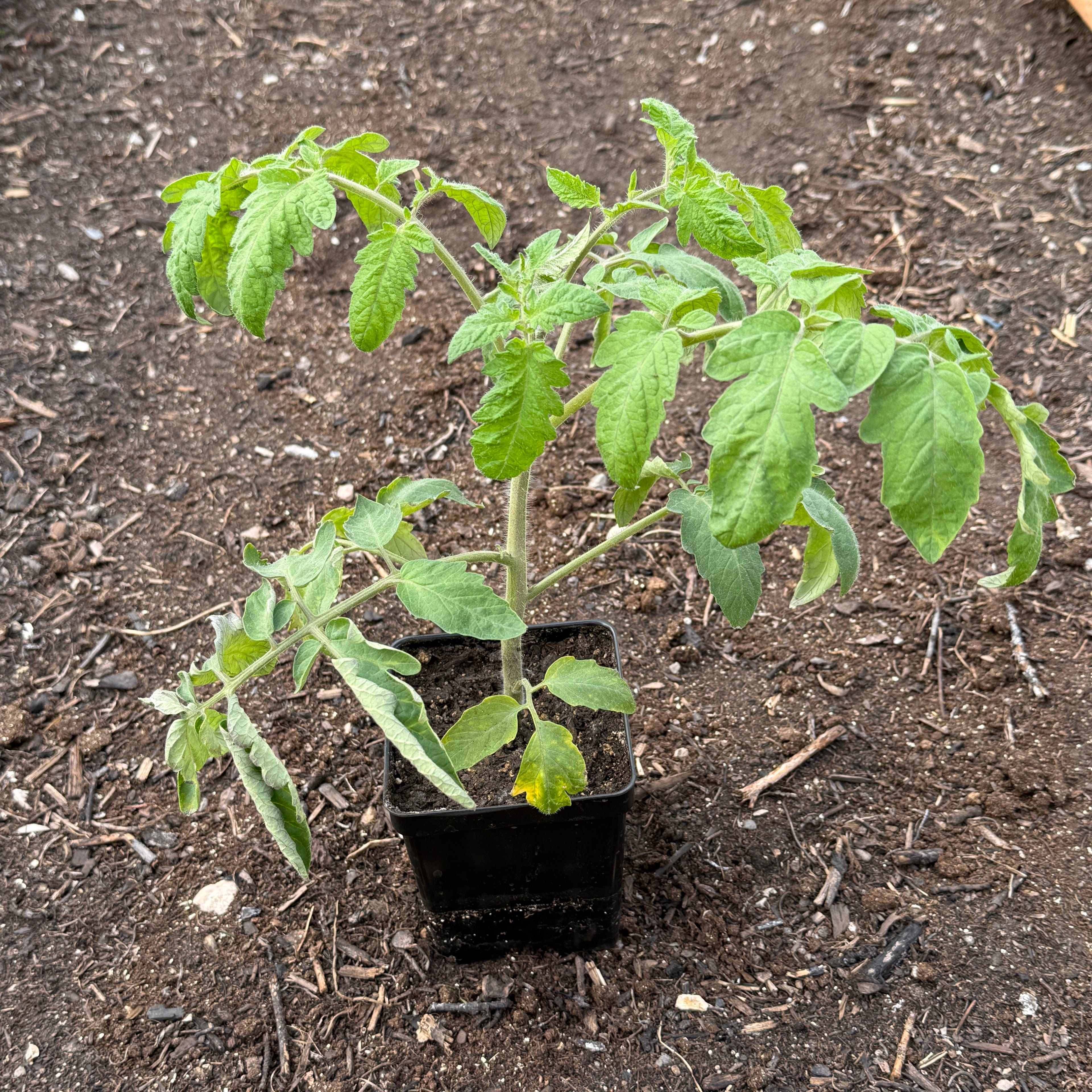 Celebrity Plus Tomato