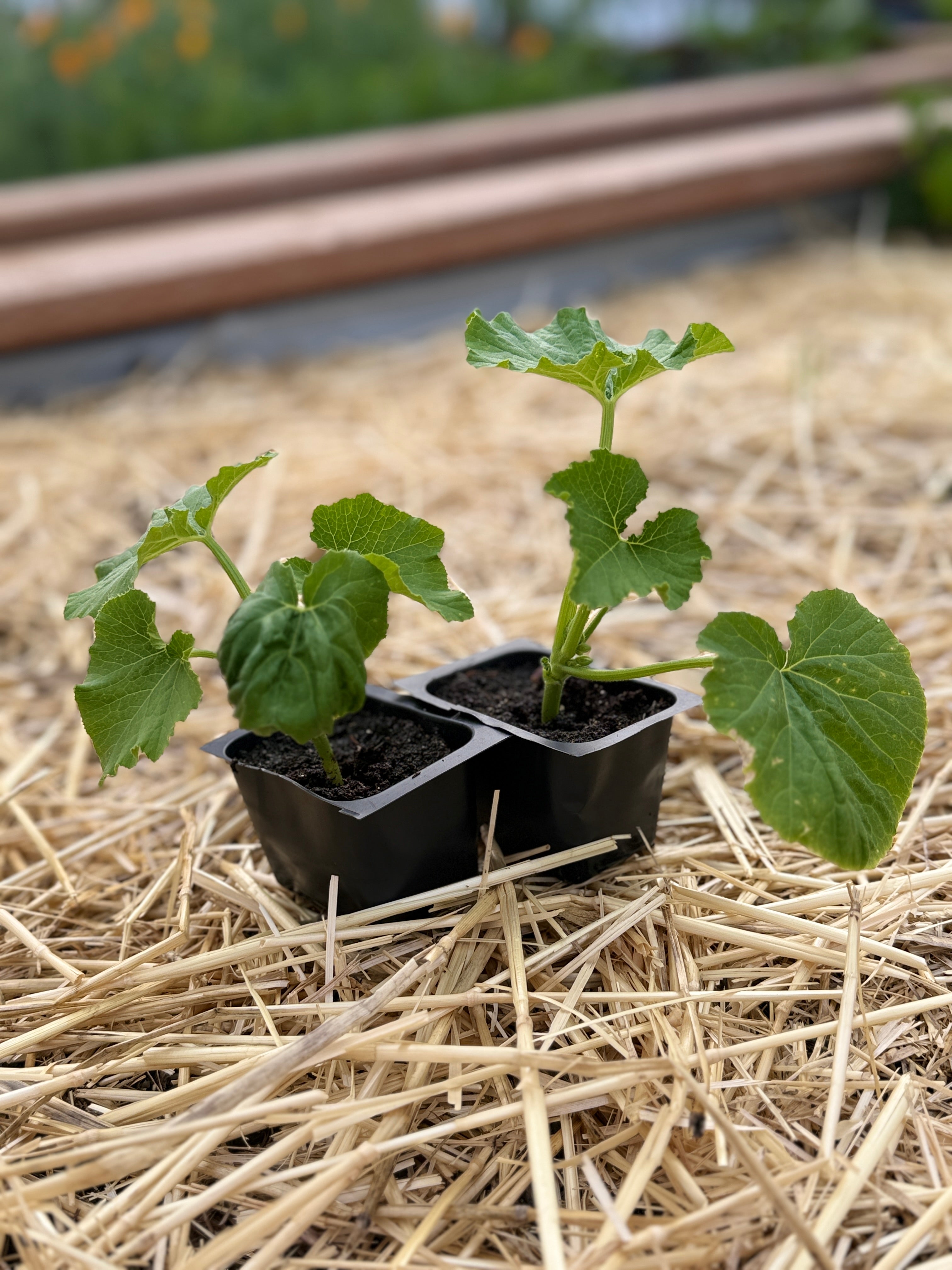 Black Beauty Zucchini
