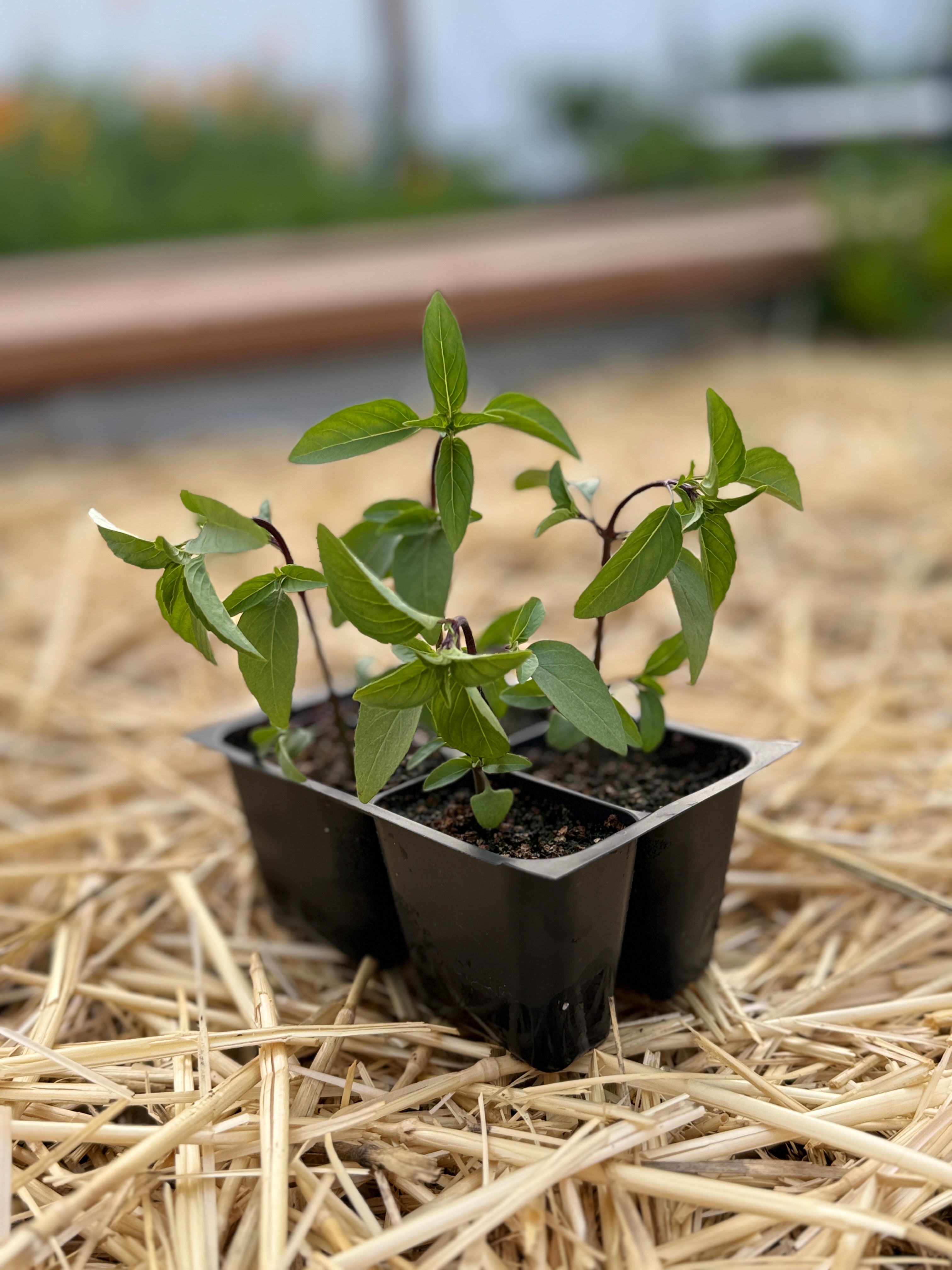 Sweet Thai Basil