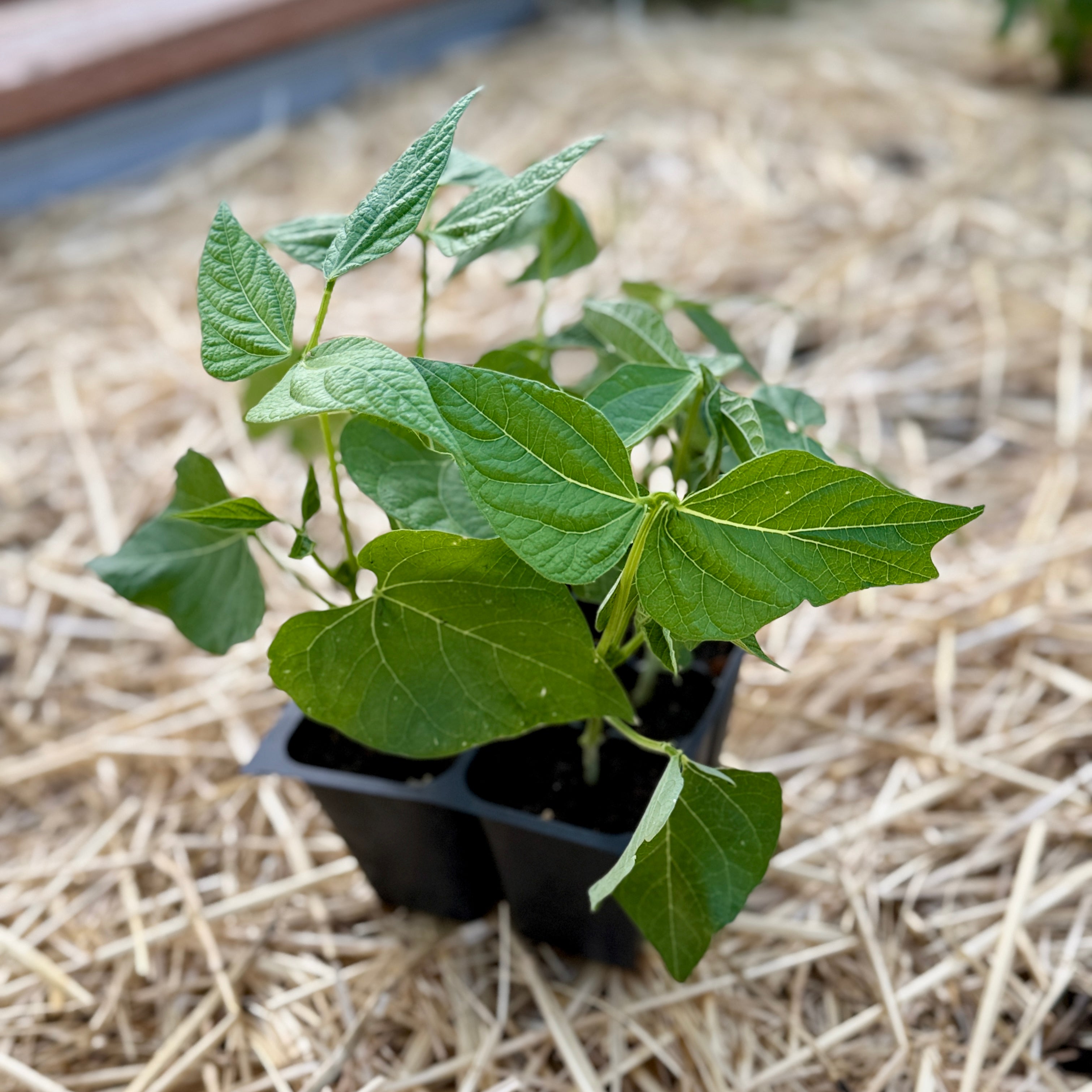 Contender Bush Bean
