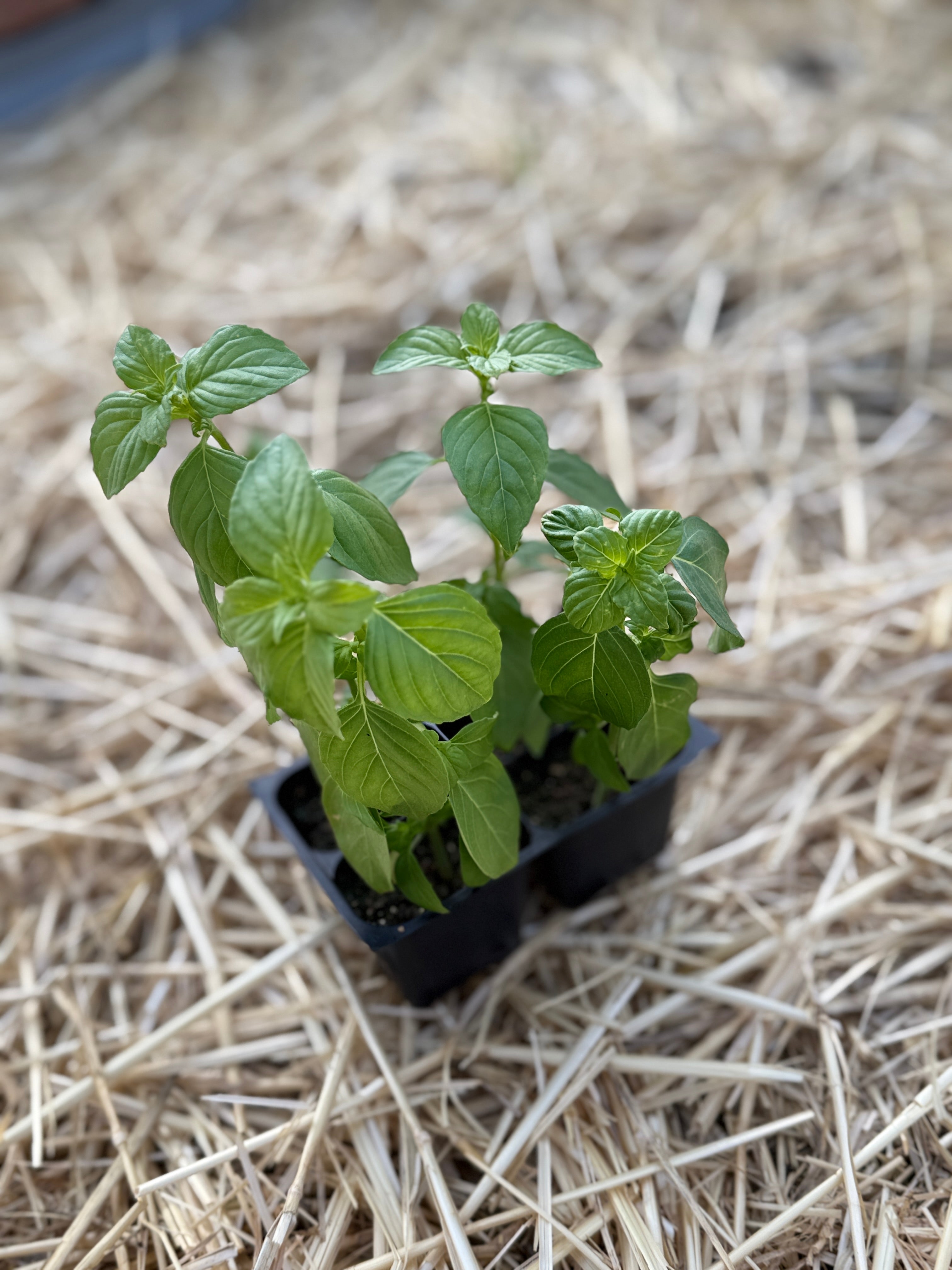 Genovese Basil