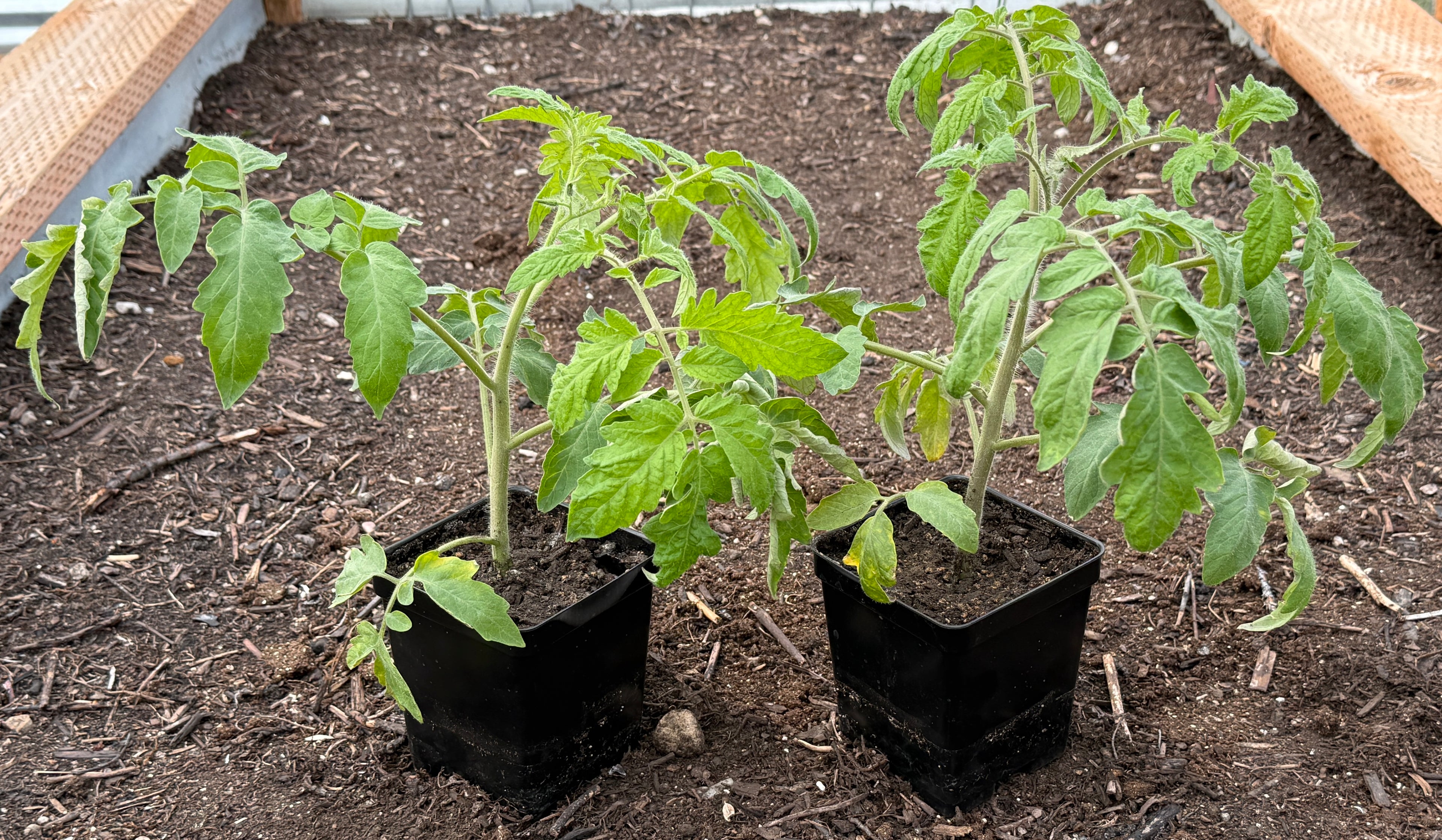 Celebrity Plus Tomato