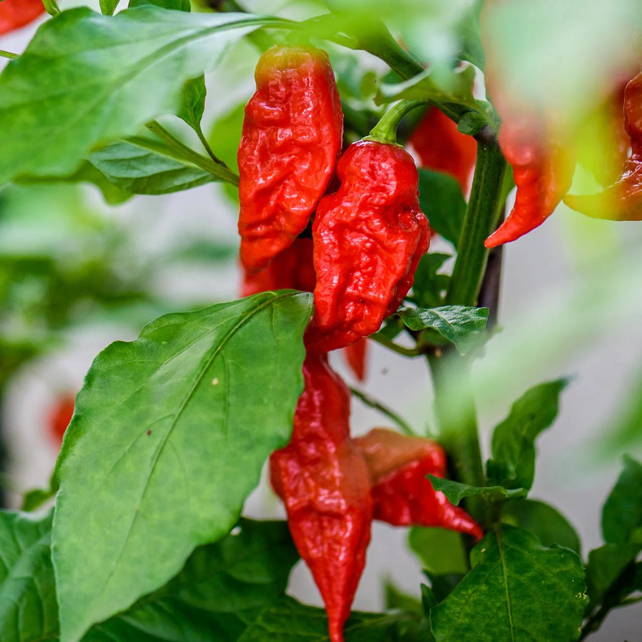 Ghost Chile Pepper