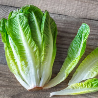 Giant Caesar Lettuce - Succession Pack