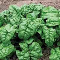 Giant Noble Spinach - Succession Pack