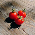 Glacier Tomato