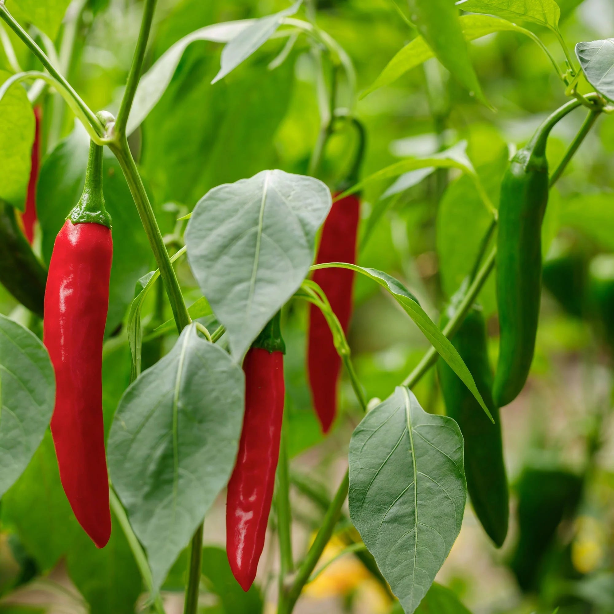 Gochujang King Chile Pepper