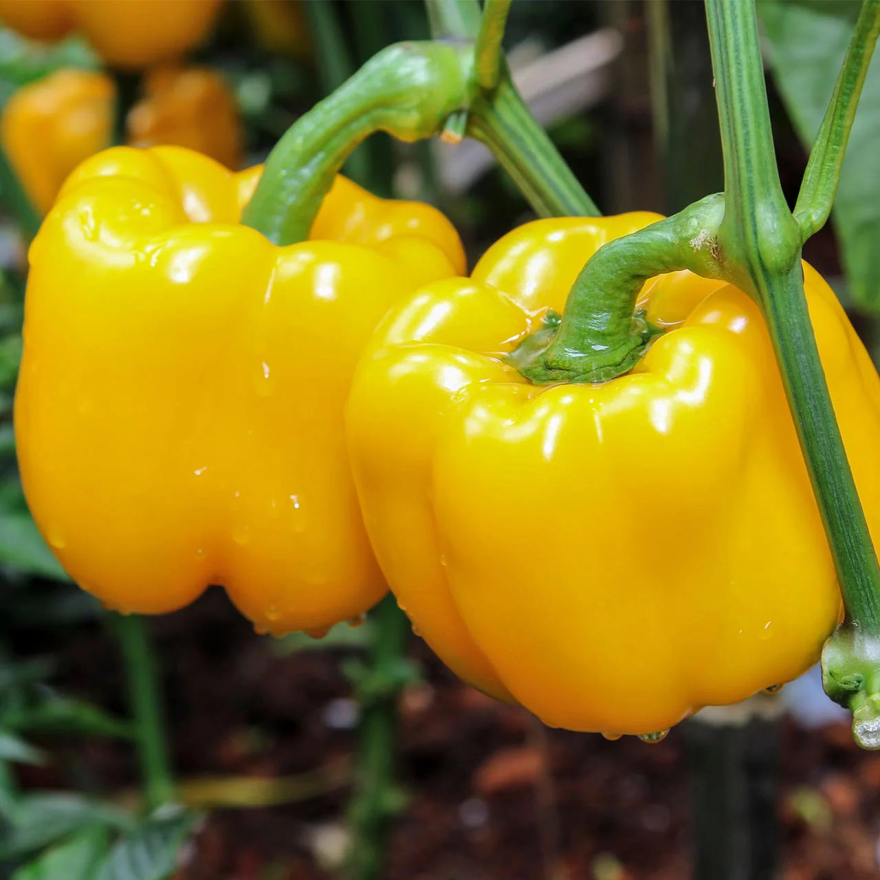Golden California Wonder Sweet Pepper
