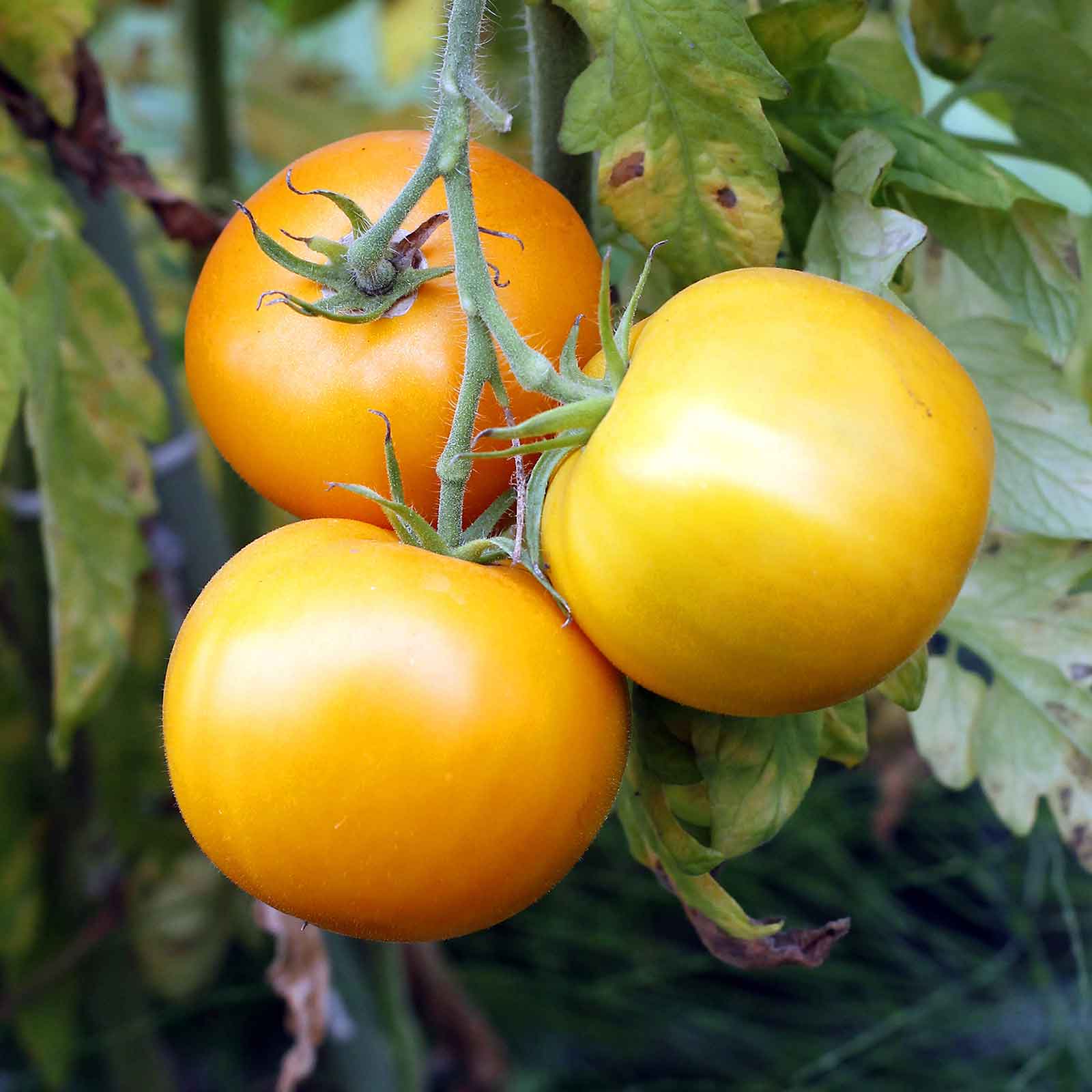 Golden Jubilee Tomato