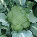 Green Magic Broccoli