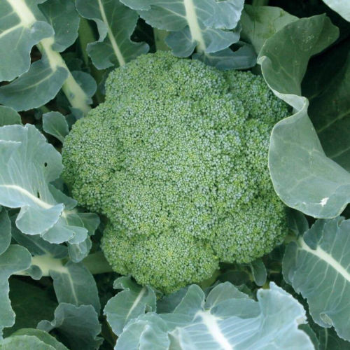 Green Magic Broccoli