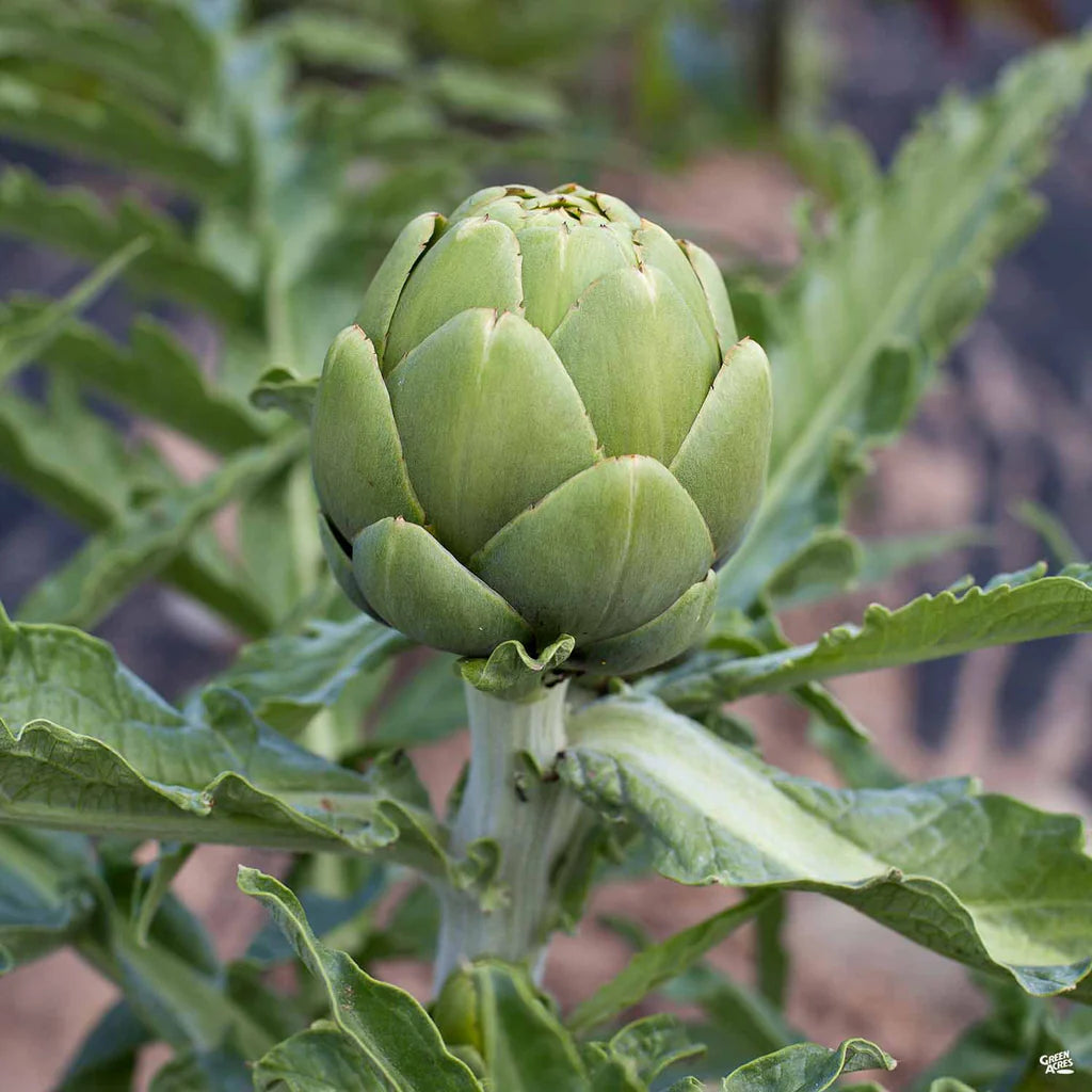 Green Globe Artichoke