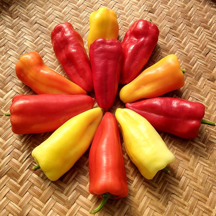 Gypsy Sweet Pepper