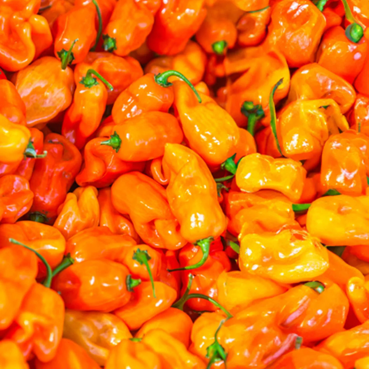 Habanada Sweet Pepper