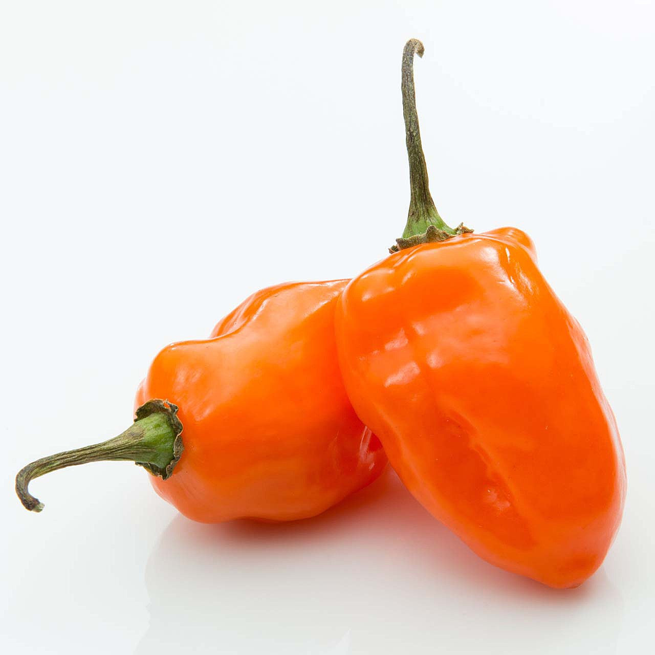 Habanero Chile Pepper