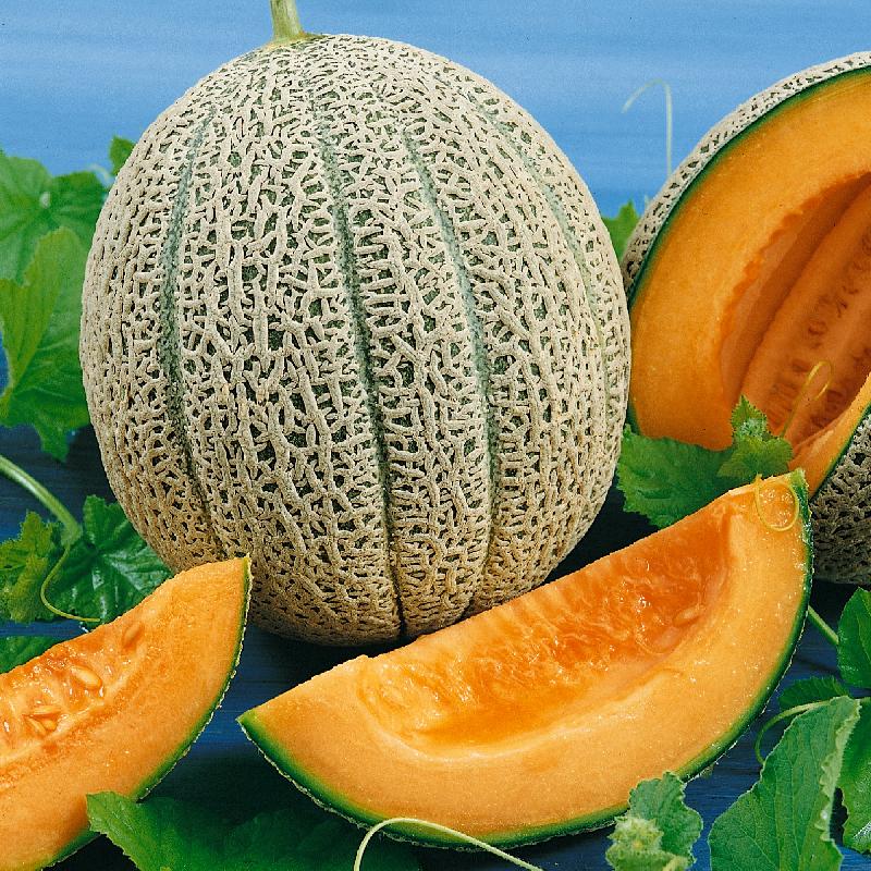 Hale's Best Jumbo Cantaloupe