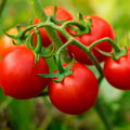 Husky Red Tomato