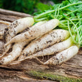 Icicle Radish Seeds
