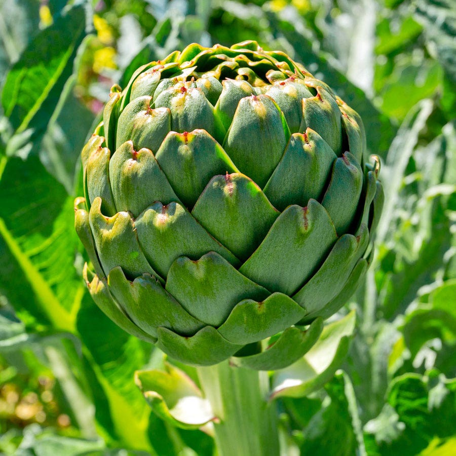 Imperial Star Artichoke