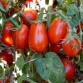 Italian Roma Tomato